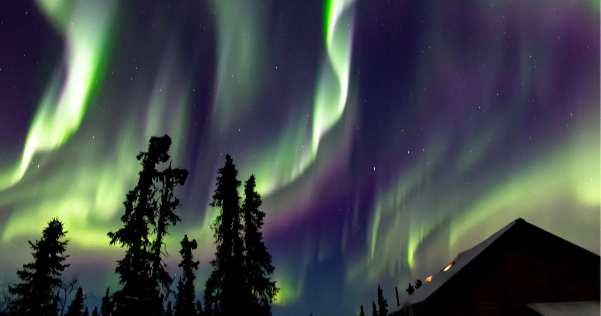 Green and purple aurora curtains over spruce trees and a cabin in interior Alaska