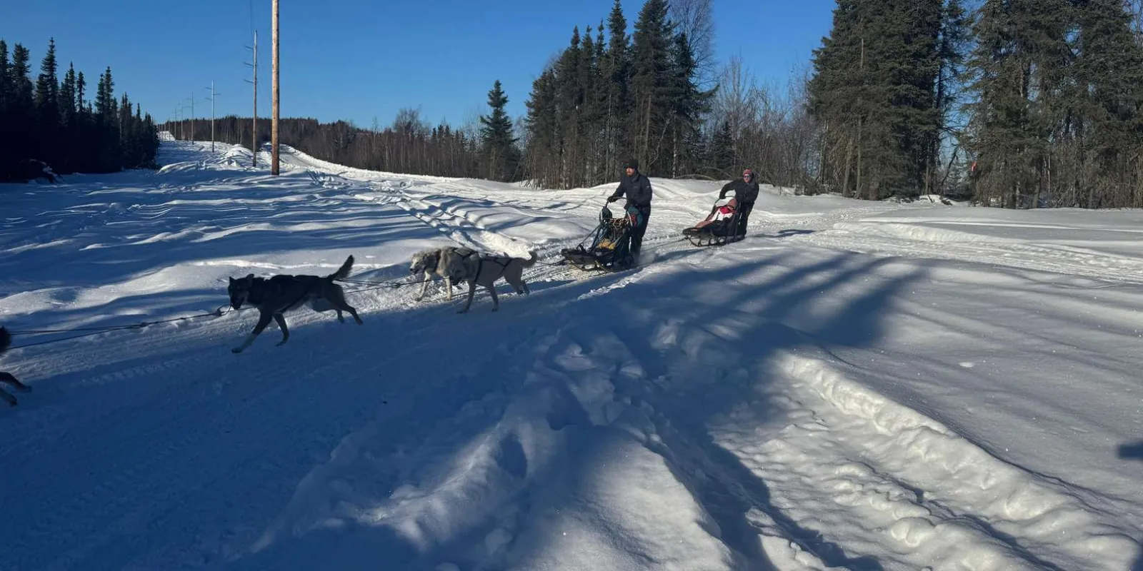 Fairbanks: 2-Hour Basic Dog Mushing School