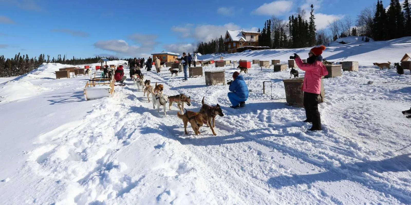Guests greeting sled dogs at the kennel yard before a winter dog sledding ride in Fairbanks