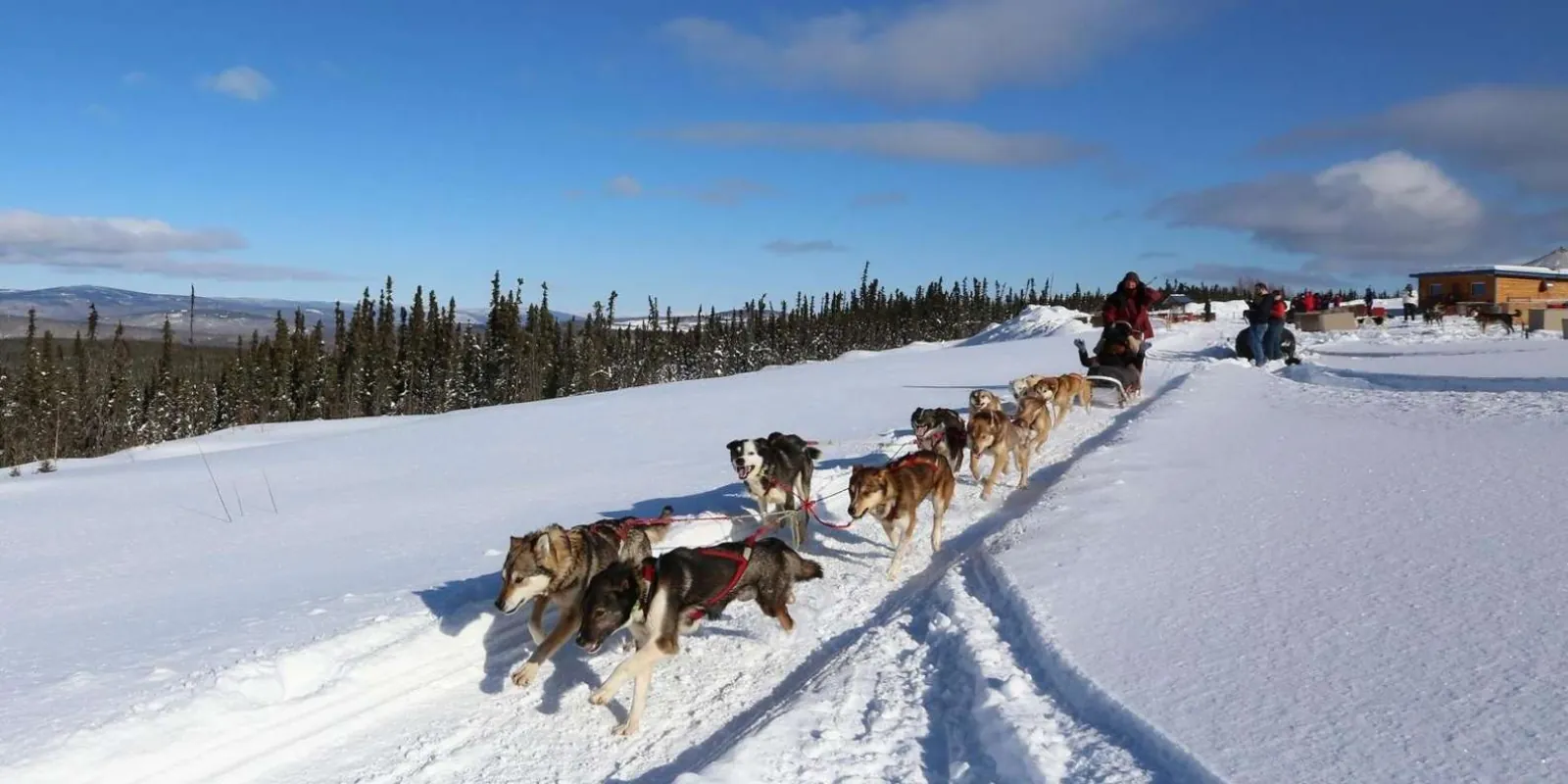 Team of Alaskan huskies running along a groomed snow trail with spruce forest and hills behind