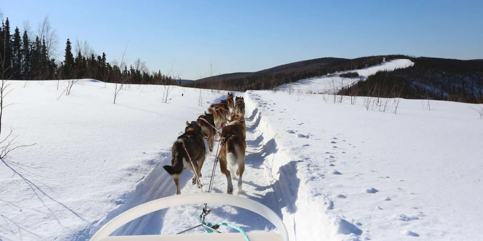 Musher's-eye view from the sled of huskies running a packed trail across a snowy Alaska hillside