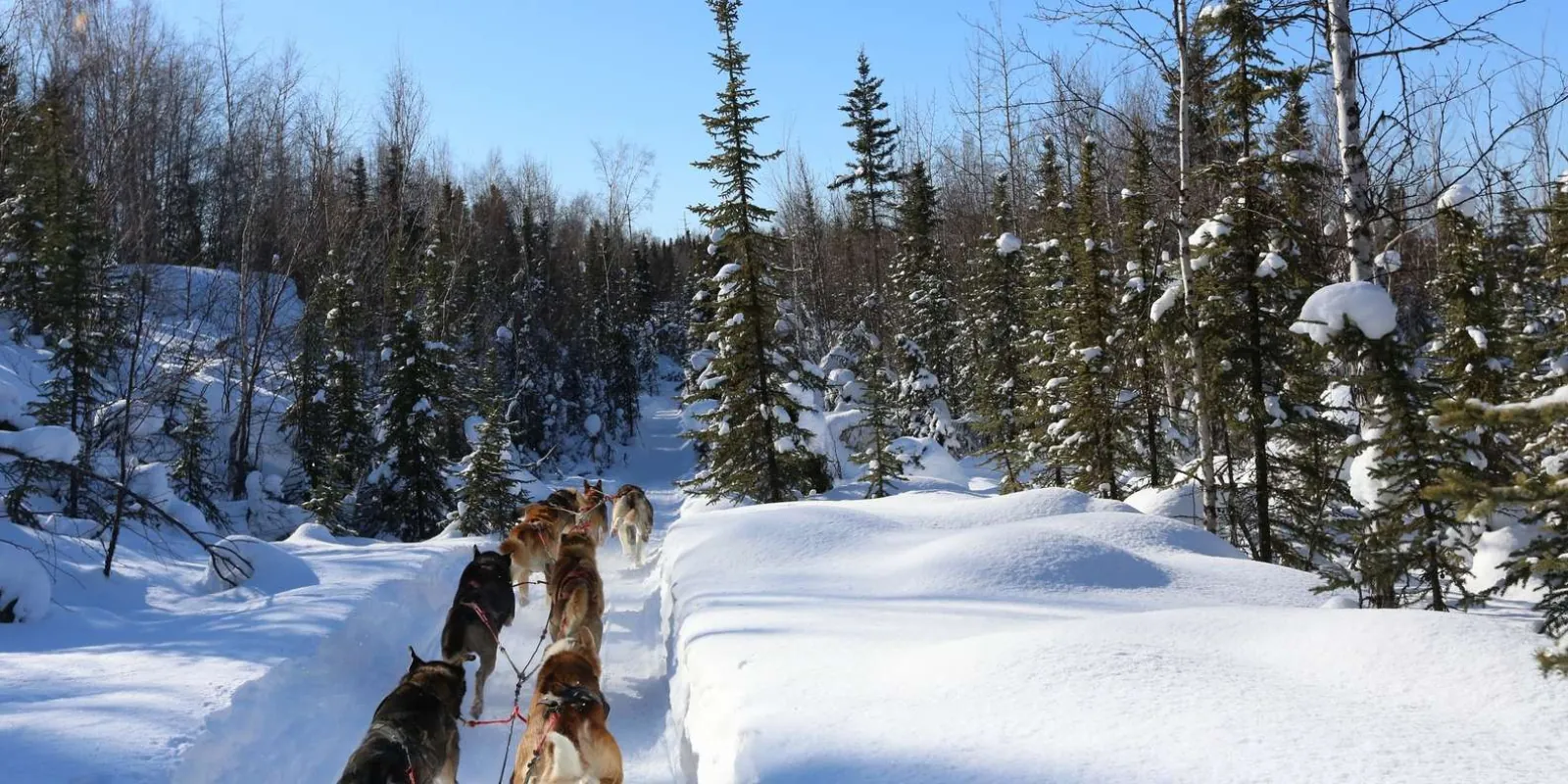 Sled dogs running a narrow trail through snow-laden spruce forest outside Fairbanks