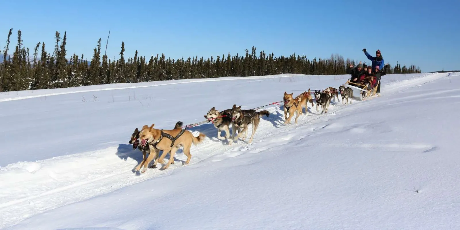 Fairbanks: 1-Hour Alaskan Winter Dog Sledding Adventure