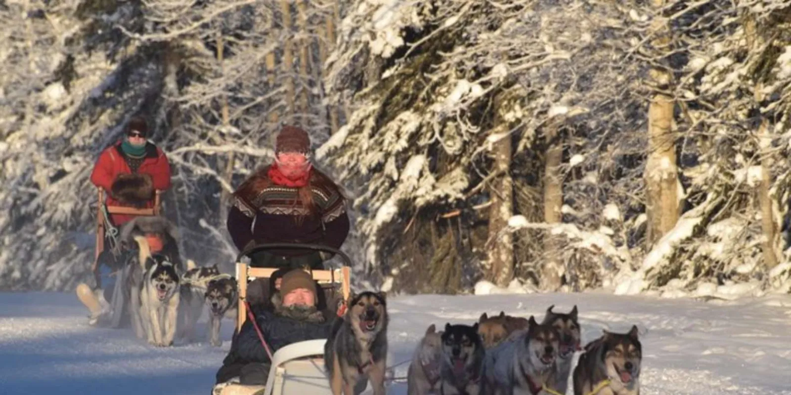 Two dog sleds with riders wrapped in red blankets running through snowy spruce forest near North Pole