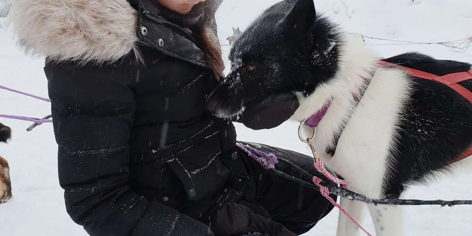 Fairbanks: Dog Sledding and Mushing Experience