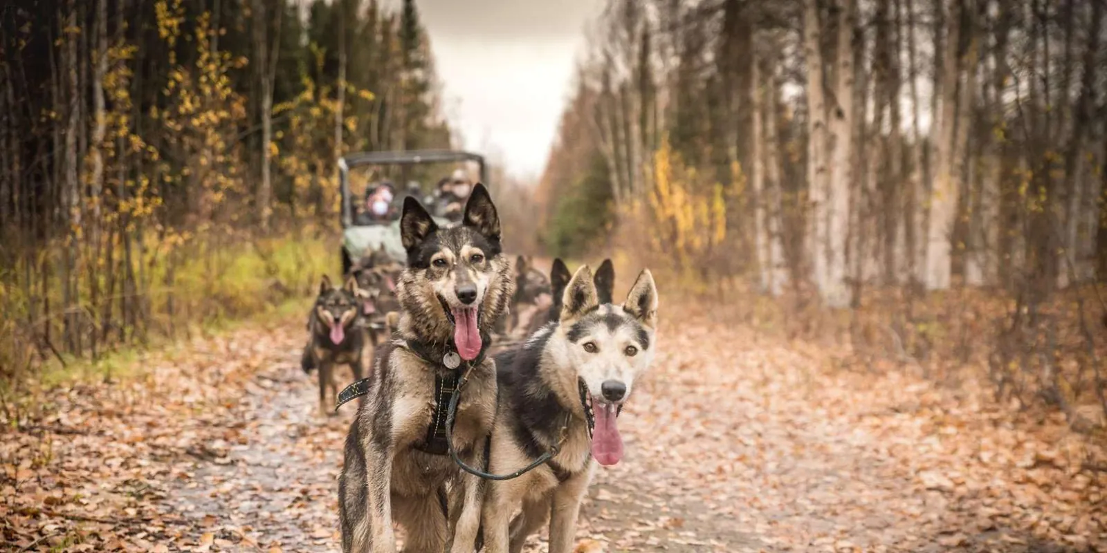 Fairbanks: Dog Mushing through Fall Landscapes on a UTV