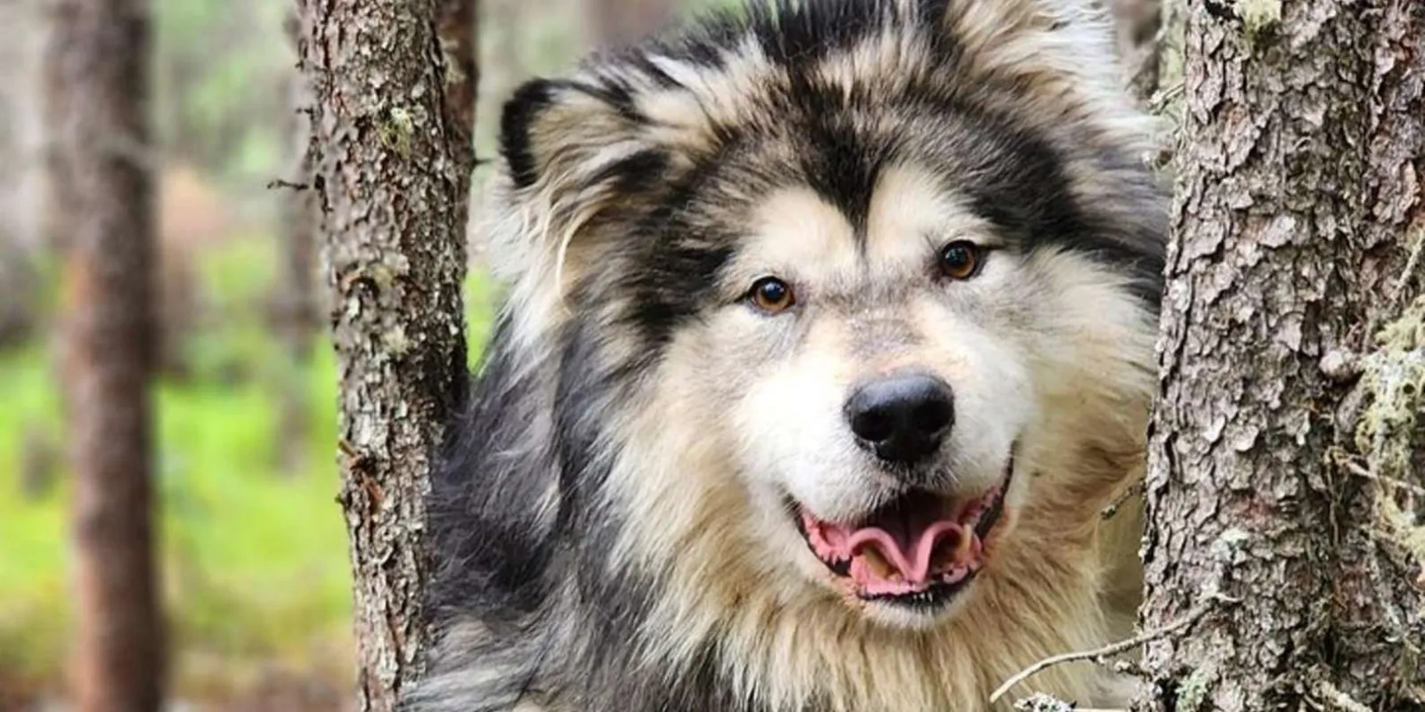 Fairbanks: Alaskan Summer Sled Dog Adventure