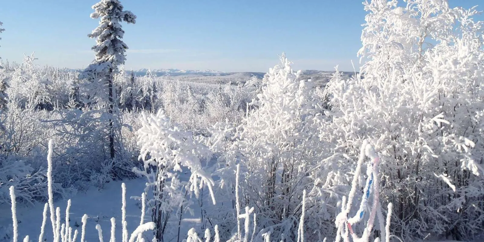 Snow and hoarfrost-covered spruce trees under a clear blue sky along the Dalton Highway