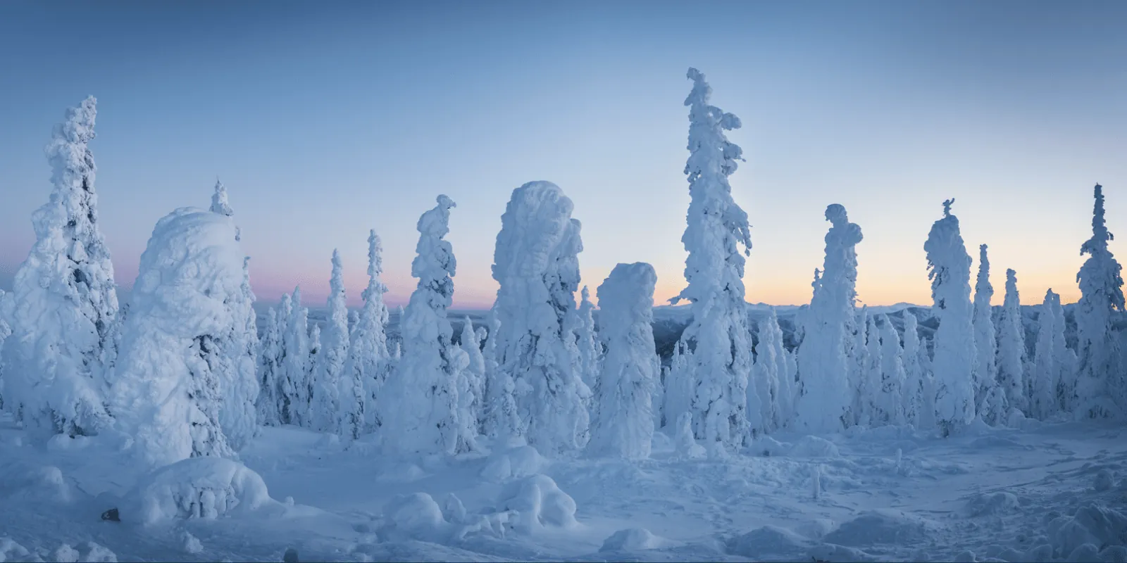 Rows of snow-sculpted hoarfrost trees at dusk with a pink and blue sky along the Dalton Highway